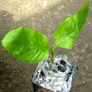 (Rooted) Kratom Plants – Live - Image 12