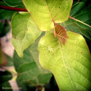 Live Kratom Plants (Speciosa)