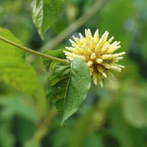 Wholesale – AcuHerbal