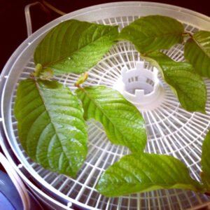 (Rooted) Kratom Plants – Live - Image 11