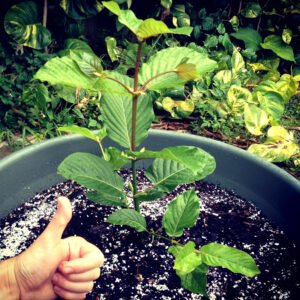 (Rooted) Kratom Plants – Live - Image 10