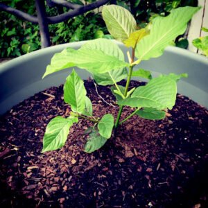 (Rooted) Kratom Plants – Live - Image 9