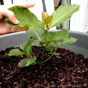 (Rooted) Kratom Plants – Live - Image 8