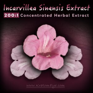 200:1 Incarvillea Sinensis Extract / Concentrate