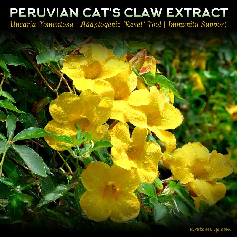 Peruvian Cat’s Claw Extract Powder | Adaptogen | Tolerance