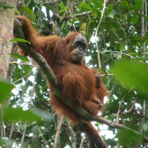 Alternative view of Sumatran Red Vein