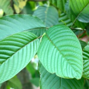Wholesale – AcuHerbal - Image 7