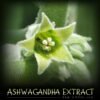 Ashwagandha Extract (3%) – Withania Somnifera