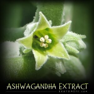 Ashwagandha Extract (3%) – Withania Somnifera