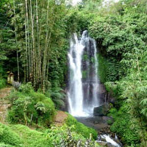 Alternative view of Green Vein Bali Kratom