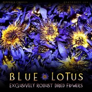 Alternative view of Blue Lotus Dried Flowers – Nymphaea Caerulea