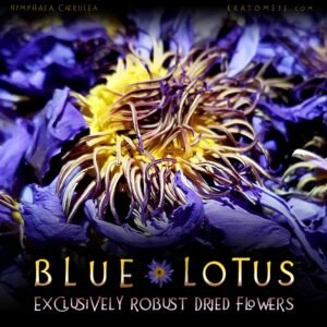 Blue Lotus Dried Flowers – Nymphaea Caerulea - Image 3