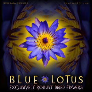 Blue Lotus Dried Flowers – Nymphaea Caerulea