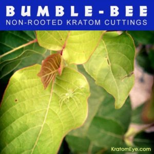 BUMBLE-BEE – Non-Rooted Kratom Plant Cuttings: