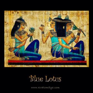 Alternative view of 200:1 Blue Lotus Extract (Nymphaea Caerulea)