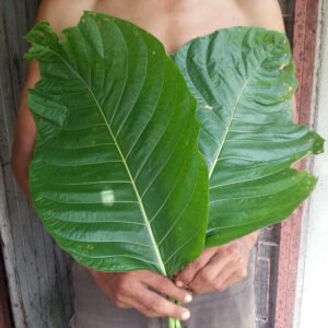 Red Elephant Kratom - Image 3