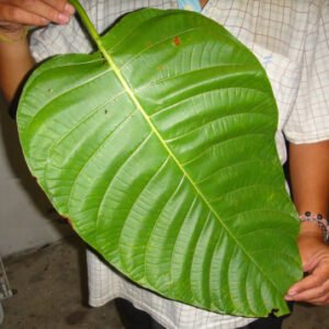 Alternative view of Green Elephant Kratom