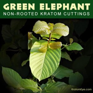 GREEN ELEPHANT – Non-Rooted Kratom Plant Cuttings: - Image 3