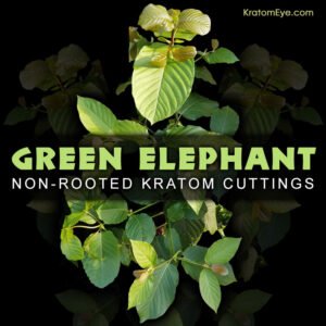GREEN ELEPHANT – Non-Rooted Kratom Plant Cuttings: