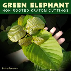 Alternative view of GREEN ELEPHANT – Non-Rooted Kratom Plant Cuttings: