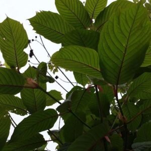 Red Horned Kratom - Image 3