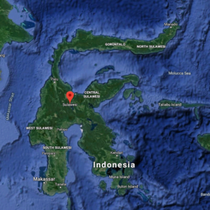 Alternative view of Green Vein Sulawesi Kratom