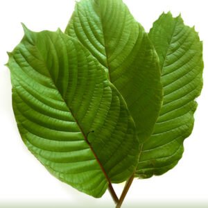 (Rooted) Kratom Plants – Live - Image 5