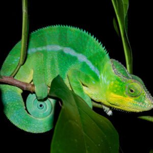 Alternative view of Exclusive White Kali Maeng Da Kratom