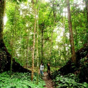 Green Horned Kratom - Image 3