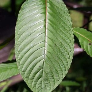 Alternative view of Exclusive White Vein Bali Kratom