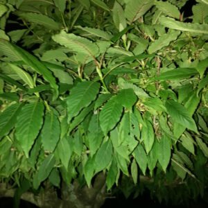Super Green Malay Kratom - Image 3