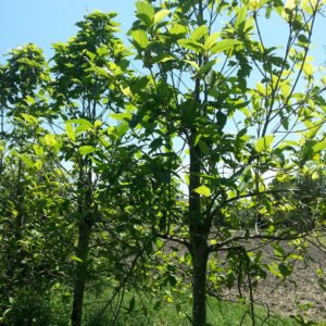 Super Green Malay Kratom - Image 5