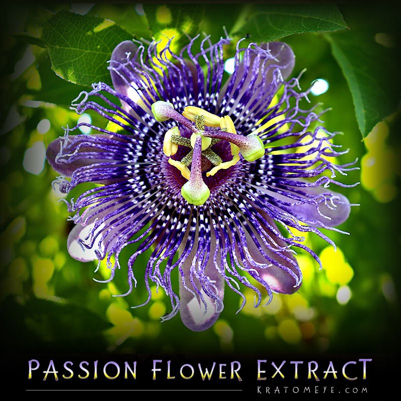 Passion Flower Extract (20:1 Concentration) – Passiflora Incarnata