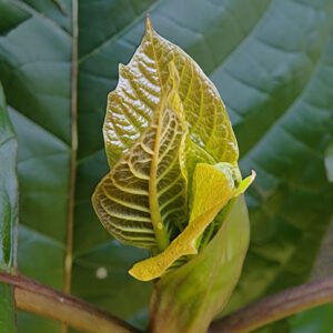 Alternative view of (Rooted) Kratom Plants – Live