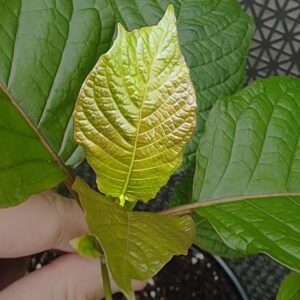 (Rooted) Kratom Plants – Live - Image 3