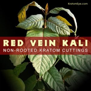 RED VEIN KALI – Non-Rooted Kratom Plant Cuttings: