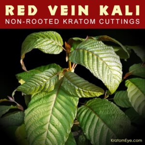 Alternative view of RED VEIN KALI – Non-Rooted Kratom Plant Cuttings: