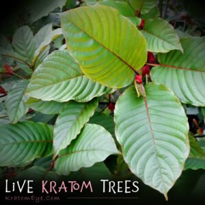 (Rooted) Kratom Plants – Live