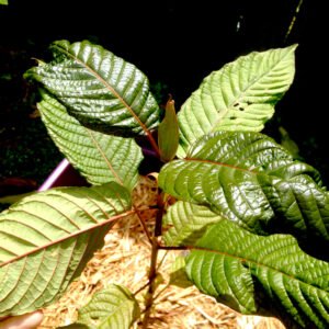 (Rooted) Kratom Plants – Live - Image 4