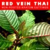 RED VEIN THAI – Non-Rooted Kratom Plant Cuttings: