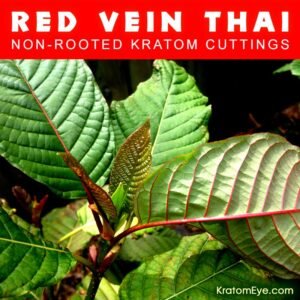 RED VEIN THAI – Non-Rooted Kratom Plant Cuttings: