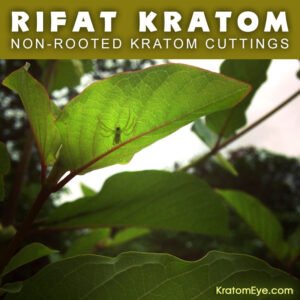 RIFAT THAI – Non-Rooted Kratom Plant Cuttings: