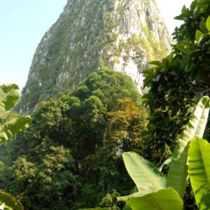 Exclusive White Kali Maeng Da Kratom - Image 5