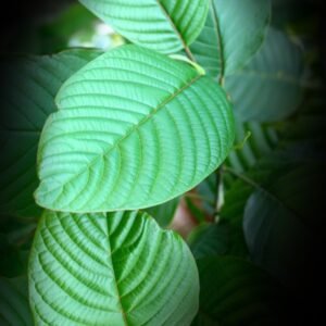 Green Vein Sulawesi Kratom - Image 3