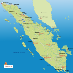 Sumatran Red Vein - Image 3