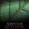 Sumatran Red Vein