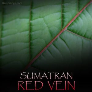 Sumatran Red Vein