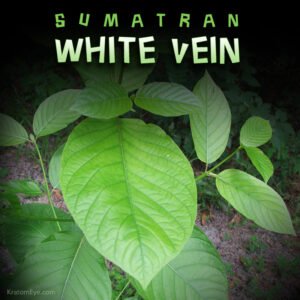 Sumatran White Vein