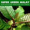 SUPER GREEN MALAY – Non-Rooted Kratom Plant Cuttings: