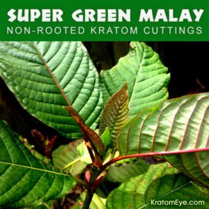 SUPER GREEN MALAY – Non-Rooted Kratom Plant Cuttings: